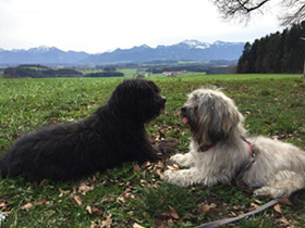 Tiergestützte Therapie